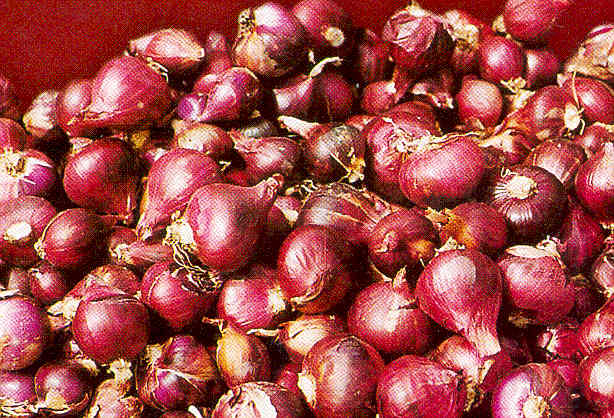 Bawang Merah (Nganjuk)